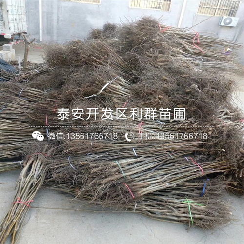 【豐產核桃樹苗批發】- 