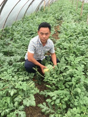 西瓜滯銷他不愁,大荔縣男子5月底每天銷售150噸(圖) - 行業(yè)動(dòng)態(tài) - 中國(guó)產(chǎn)業(yè)發(fā)展研究網(wǎng)