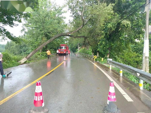 突發 暴雨致行道樹傾倒,公路養護人緊急搶險保暢通